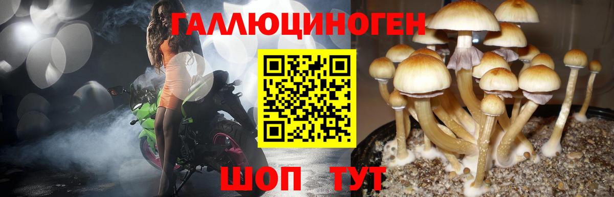 Галлюциногенные грибы Psilocybine cubensis  Вход с VPN  Аргун 